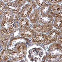 Wnt4 antibody (GTX101085)